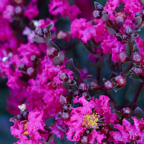 Magenta Magical Crepe Myrtle: A Delicate Balance of Beauty and Resilience